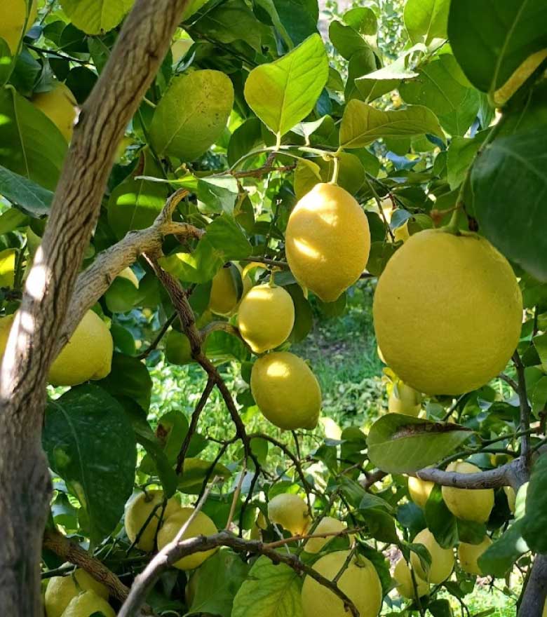 Limoni